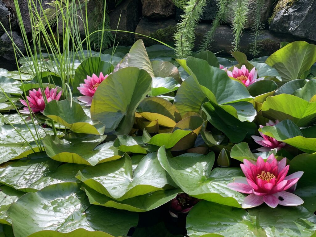 A pond filled with pink water lilies, showing how a pond can become a garden feature